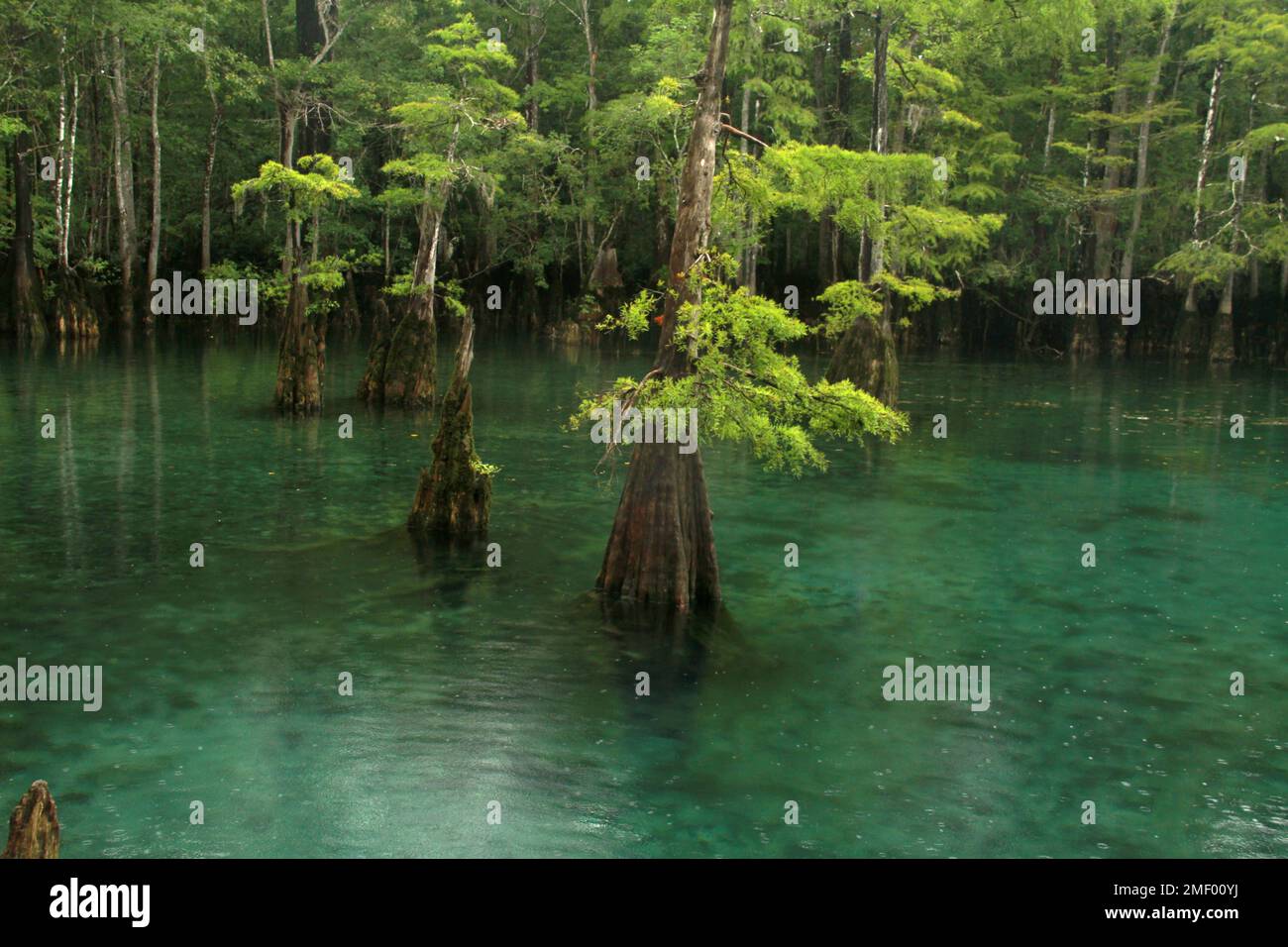 Cypress trees growing in the clear waters at Morrison Springs County