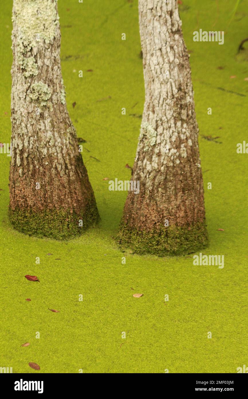 Panama City Beach Conservation Park, FL, USA. Cypress tree growing in a swampy area Stock Photo