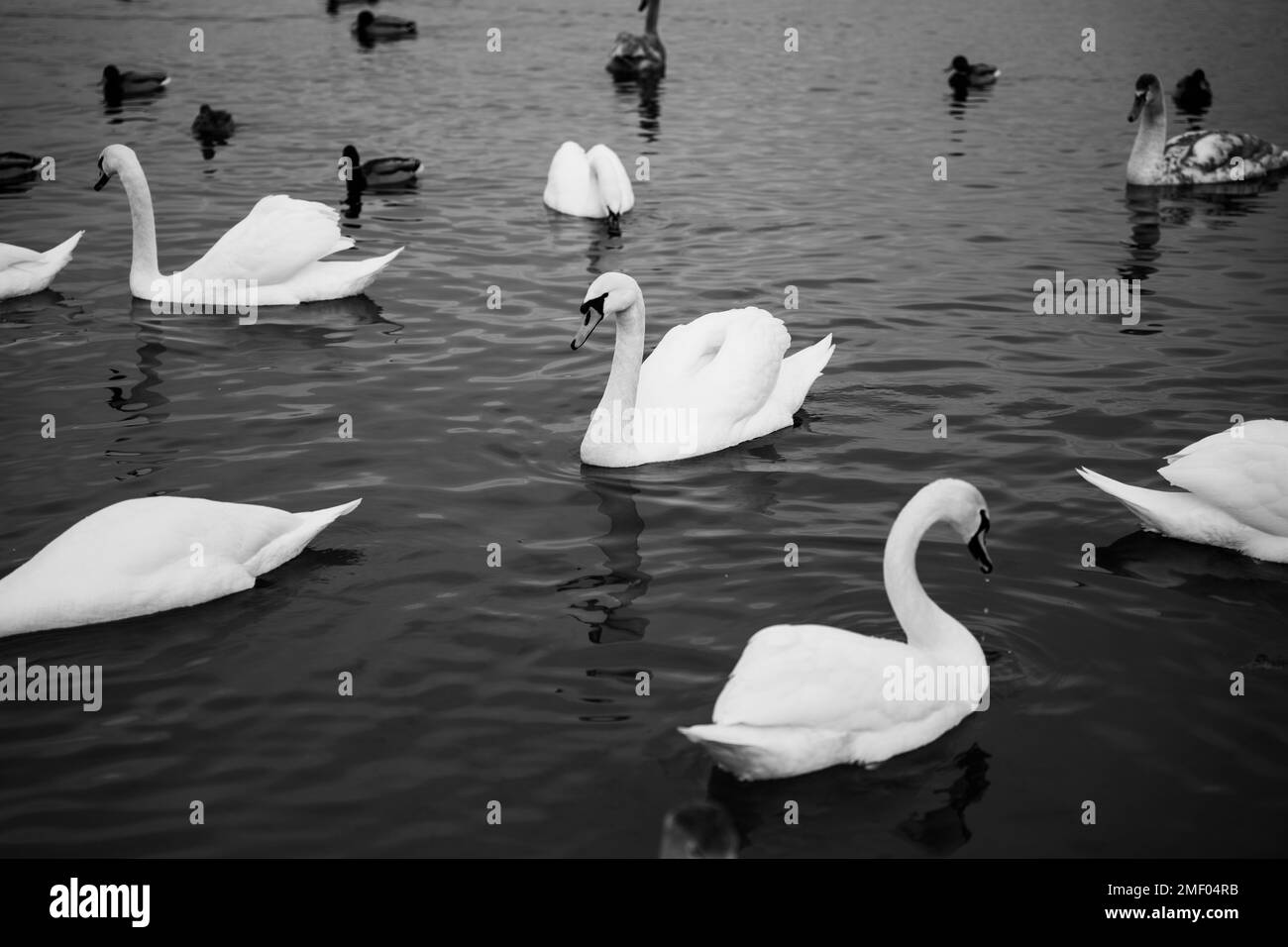 A group of swans on the lake feed during the day Stock Photo - Alamy