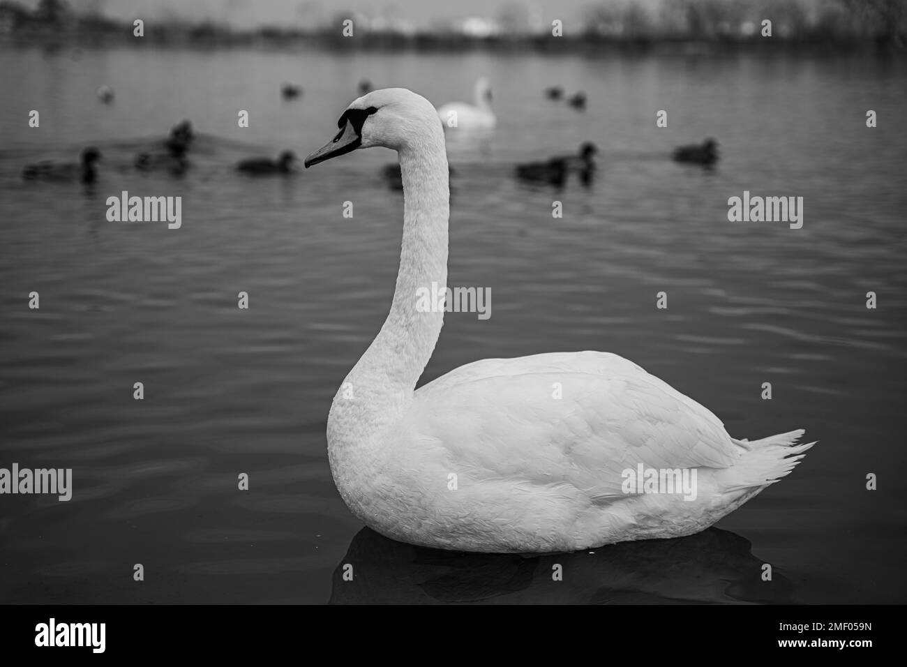 Swans feathers Black and White Stock Photos & Images Alamy