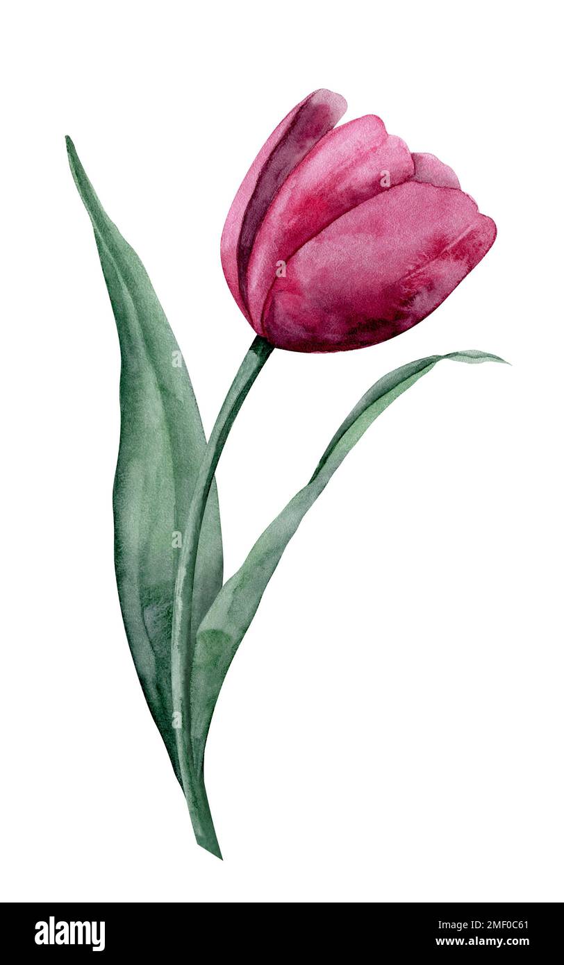 Watercolor Pink Tulip on isolated background. Hand drawn floral ...