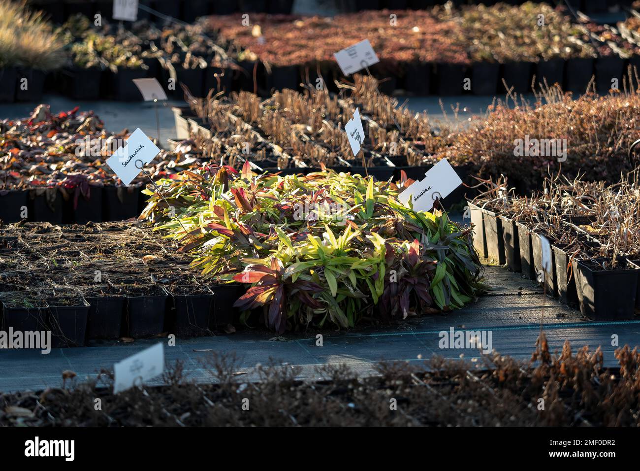 herbs garden center jena spring cultivation background light Stock