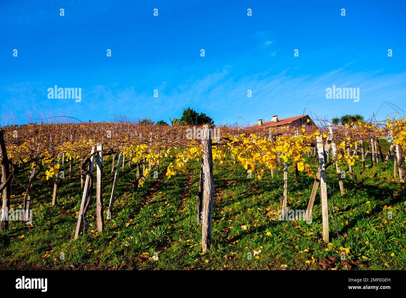 Hilly txakoli grape vineyards, making of Txakoli or chacolí slightly