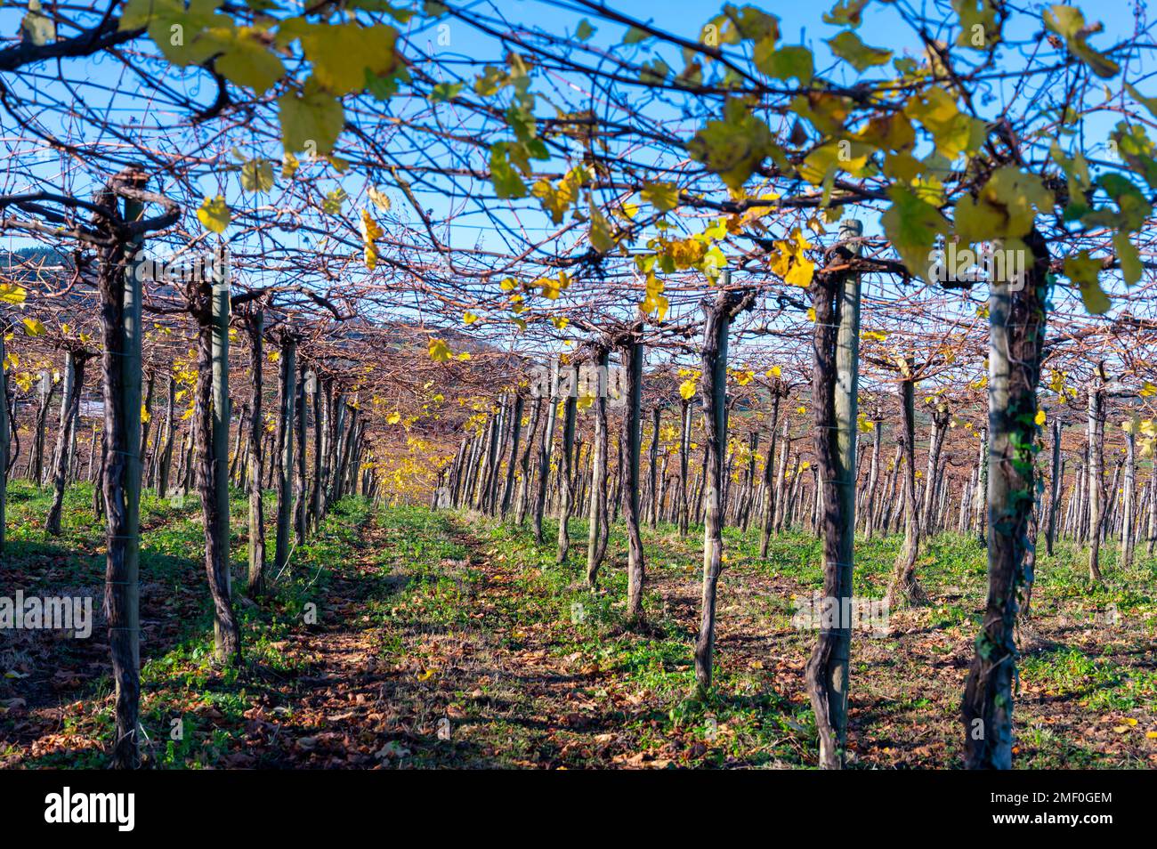 Hilly txakoli grape vineyards, making of Txakoli or chacolí slightly