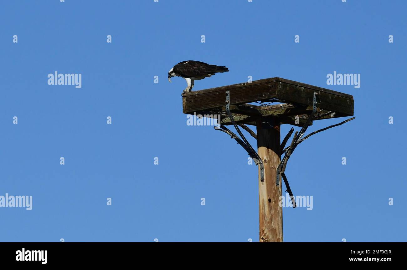Osprey eating a fish on a platform Stock Photo - Alamy