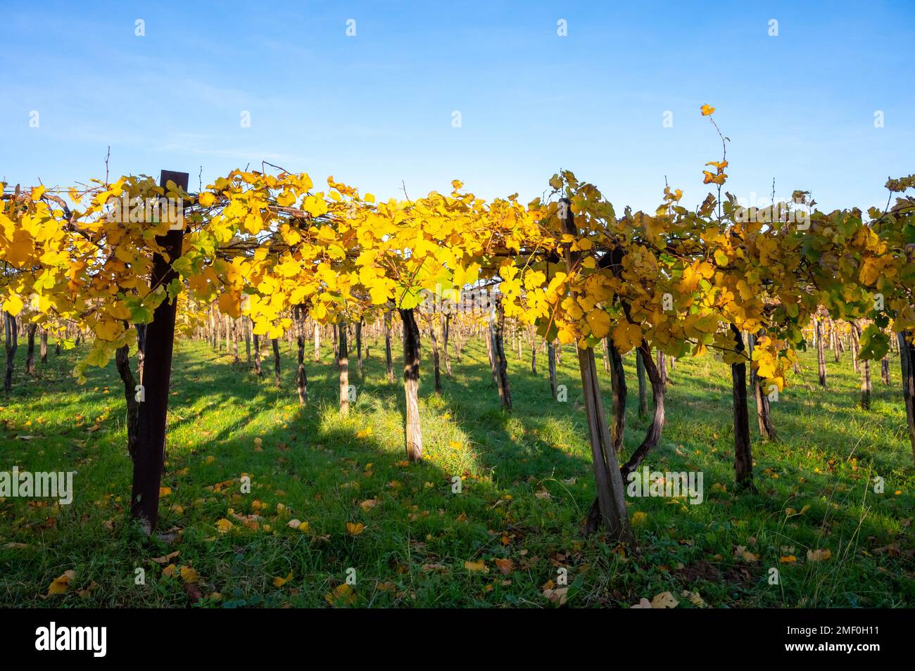 Hilly txakoli grape vineyards, making of Txakoli or chacolí slightly