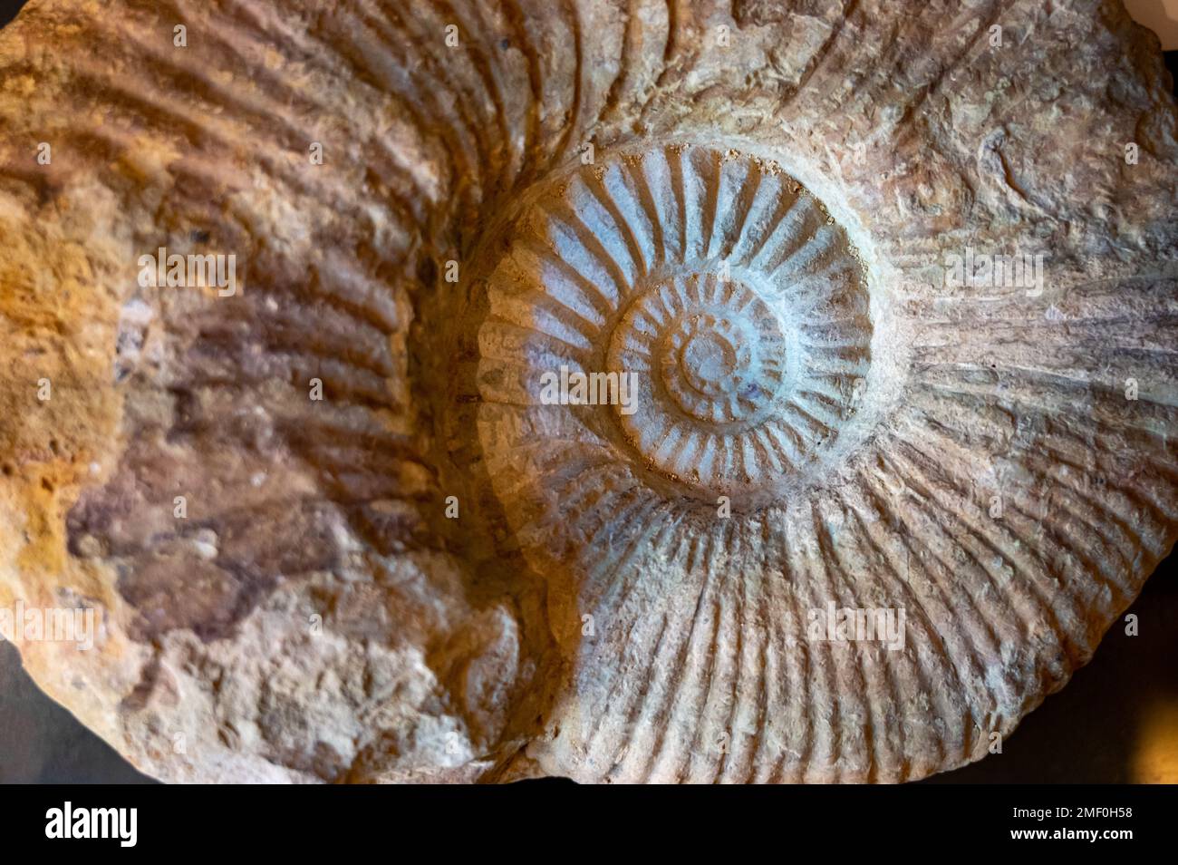 Ammonoids fossils background, group marine mollusc animals ammonites, is  found to specific geologic time periods, close up Stock Photo - Alamy