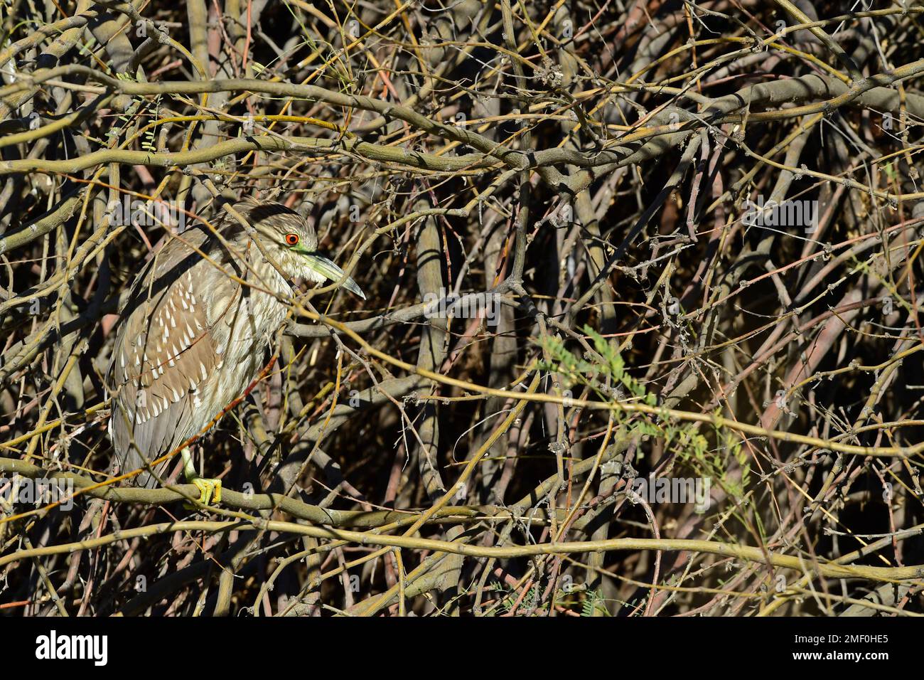 juvenile black crown night heron Stock Photo