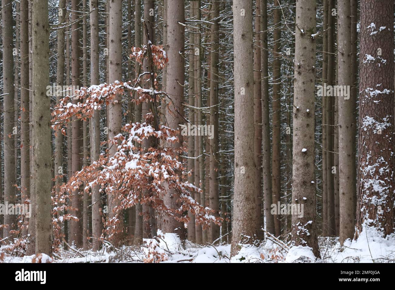 Deciduous tree gets lost in Coniferous forest Stock Photo Alamy