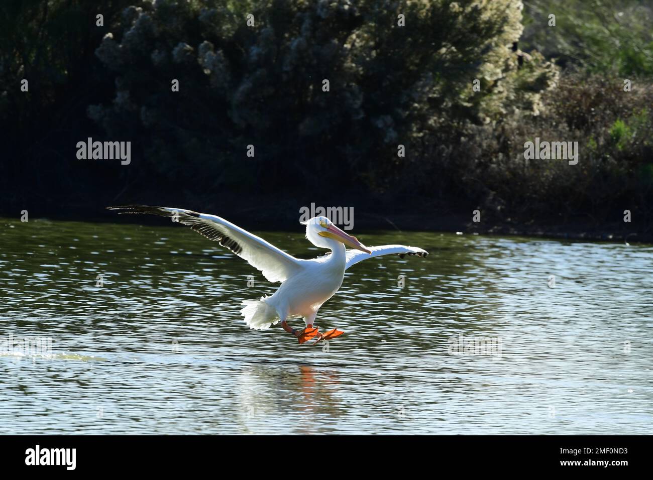Great White Pelican in flight landing on a pond Stock Photo