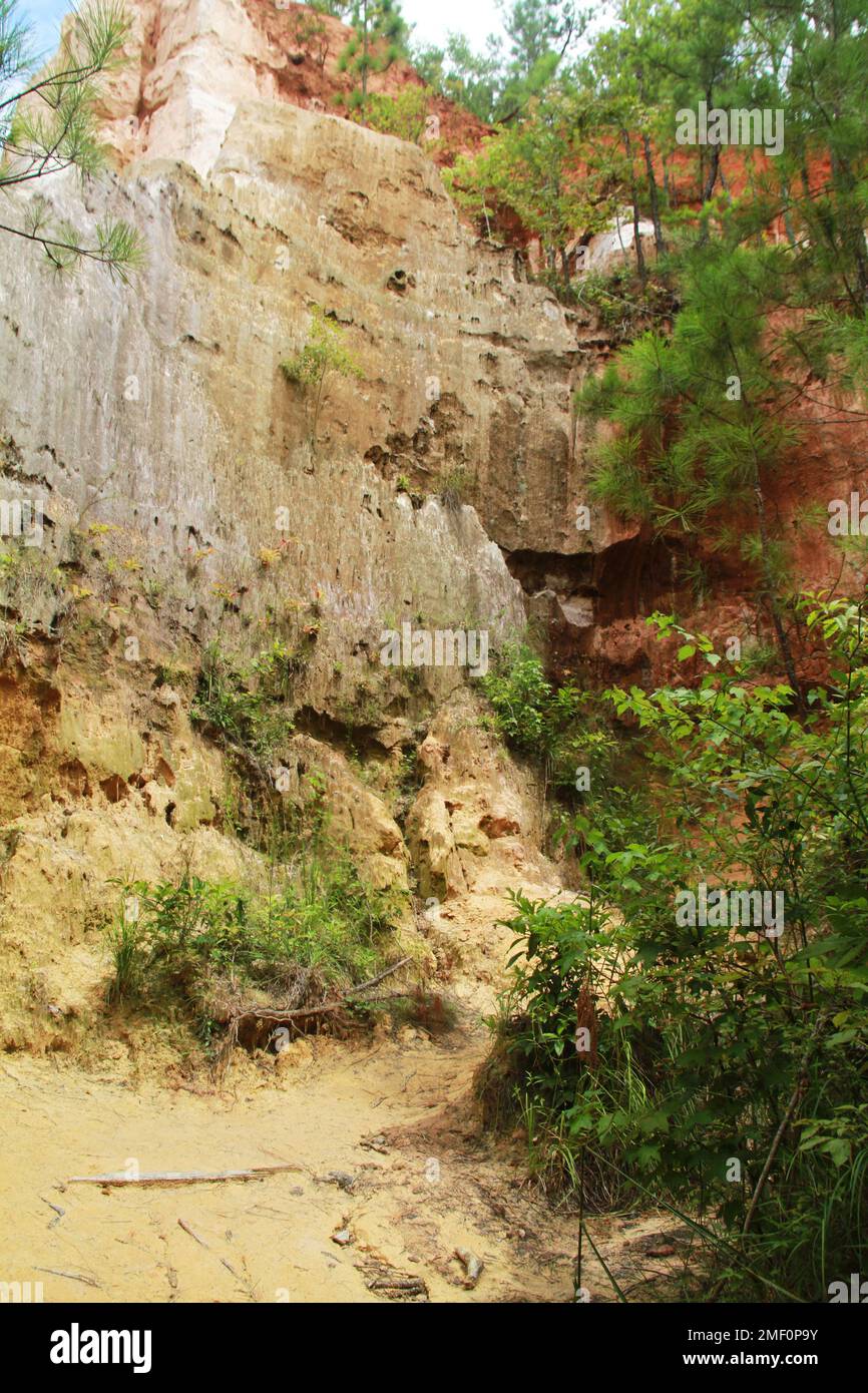 Providence Canyon in Georgia, USA. View of an eroded canyon wall from the canyon floor. Stock Photo