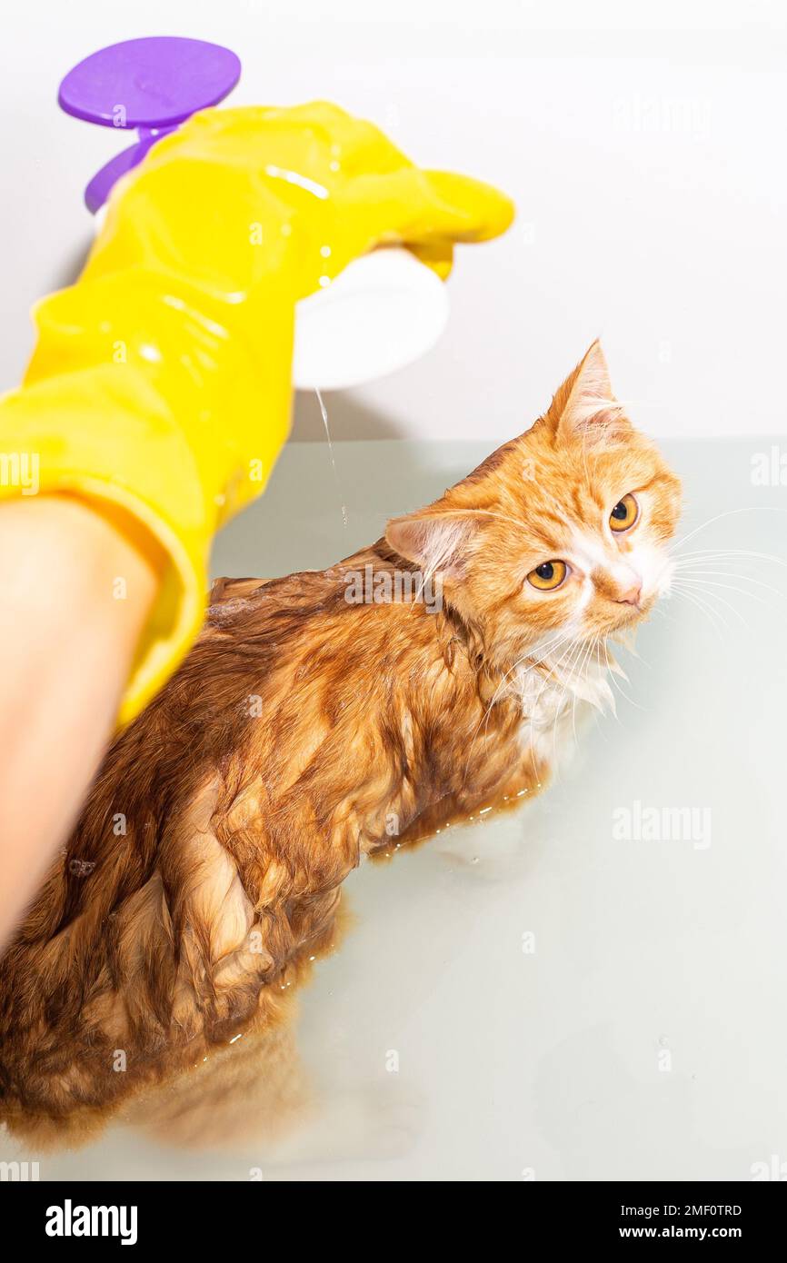 Bathing the cat in the bathtub. The owner washes the red kitten with