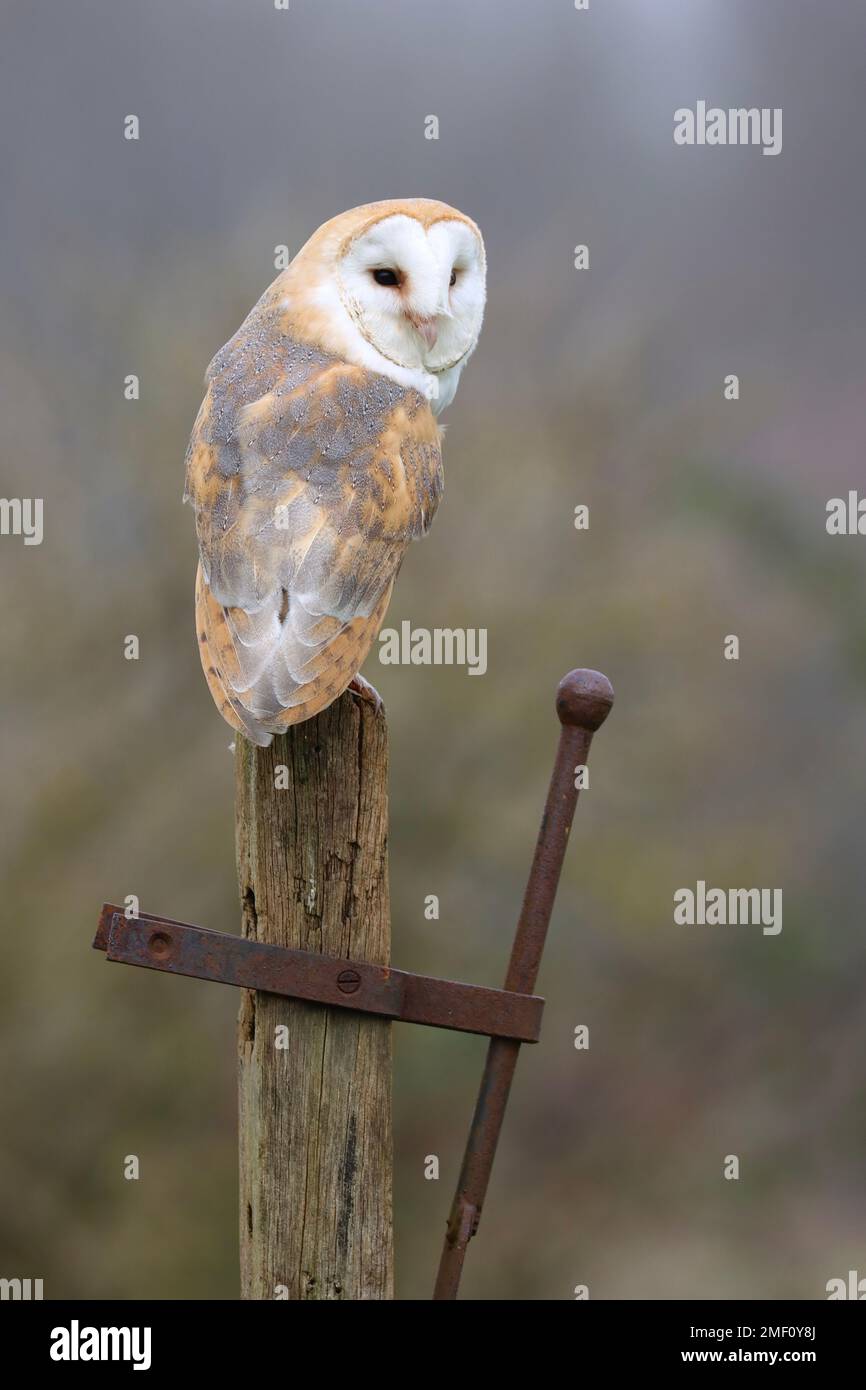 Barn Owl perched on wooden post Stock Photo