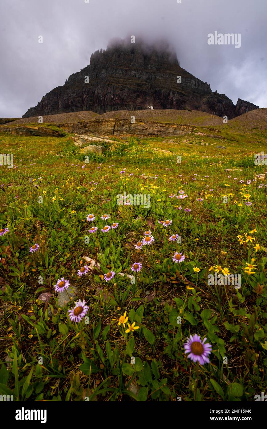 Glacier national park wildflowers hi-res stock photography and images ...