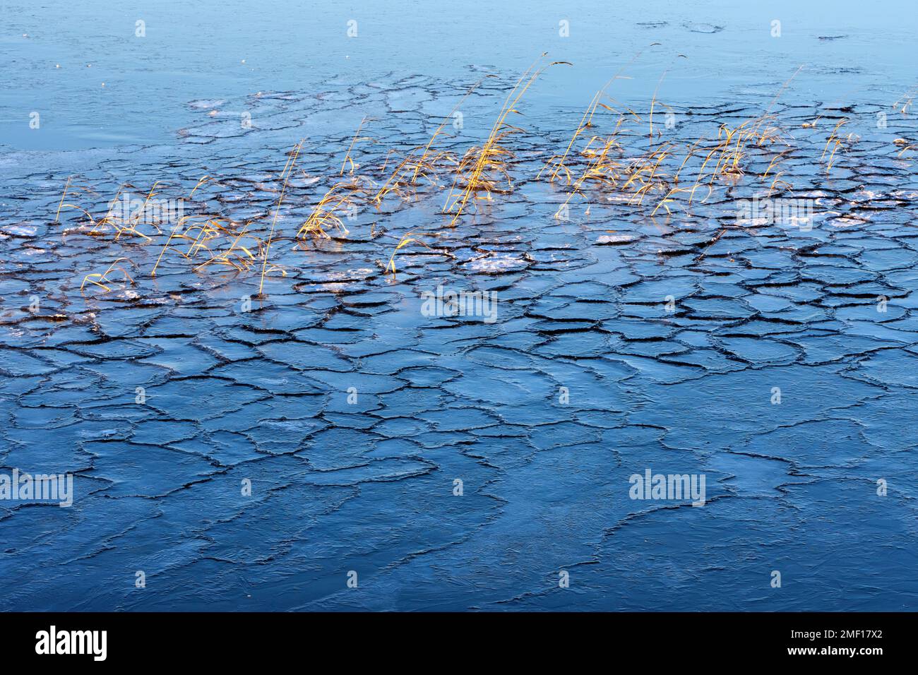 Lake water freezing, common reeds peeking through thin cracking ice. Stock Photo