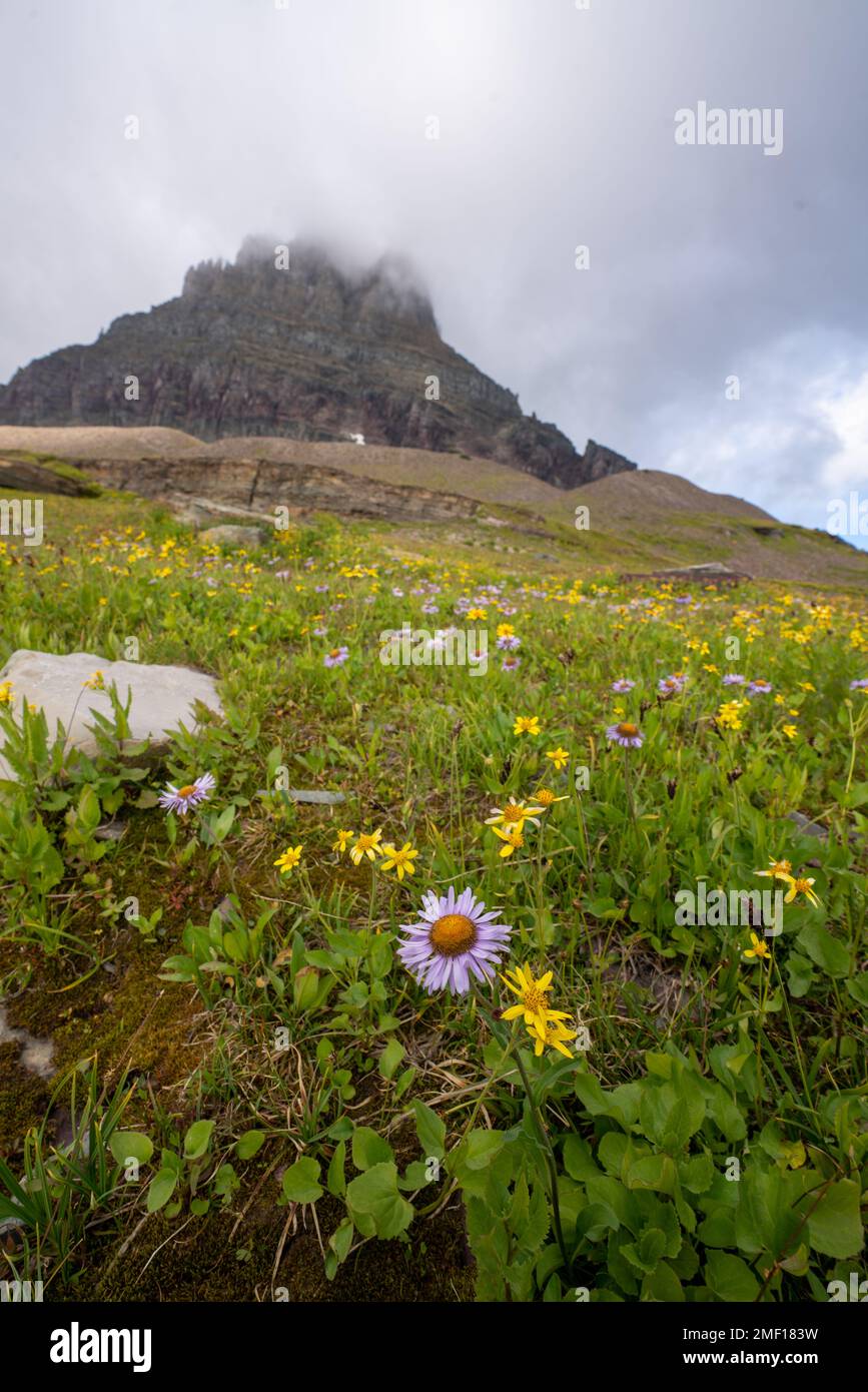 Glacier National Park Wildflowers in the Mountains on a Foggy Day Stock Photo