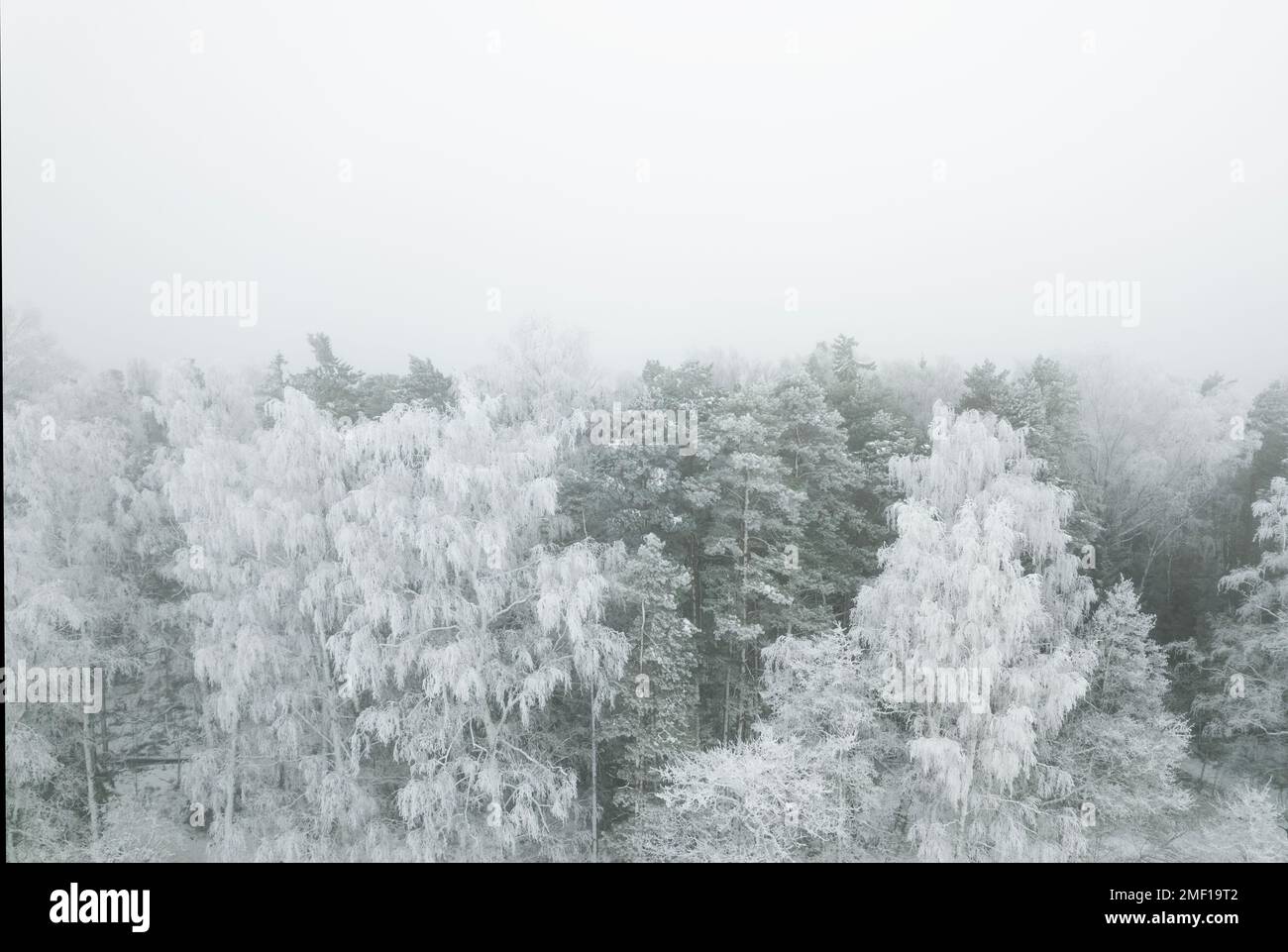Frosty trees in a grey winter landscape Stock Photo