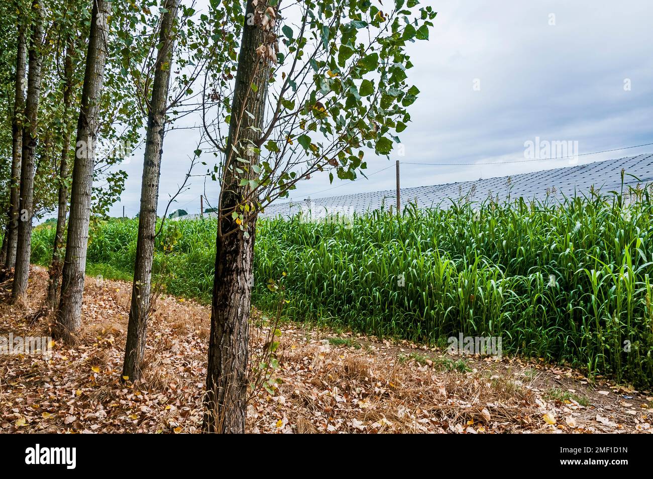 Tree line in the foreground is separated by tall grasses from weighted plastic sheeting covering a hillside in an active landfill in the background. Stock Photo