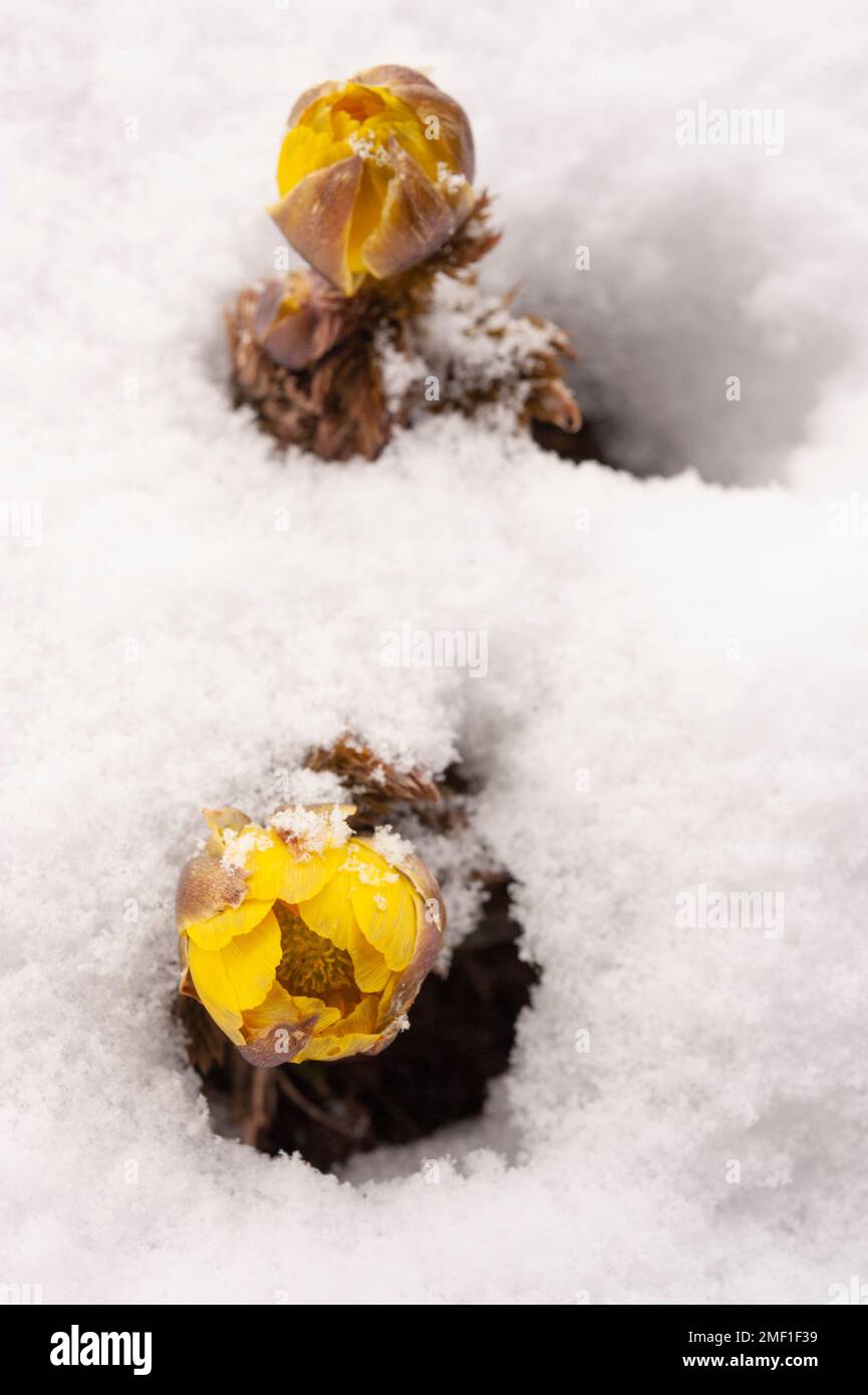 Amur adonis, known locally as fukujuso, blooming yellow in very early spring amidst fresh snow, Nagano, Japan. Stock Photo