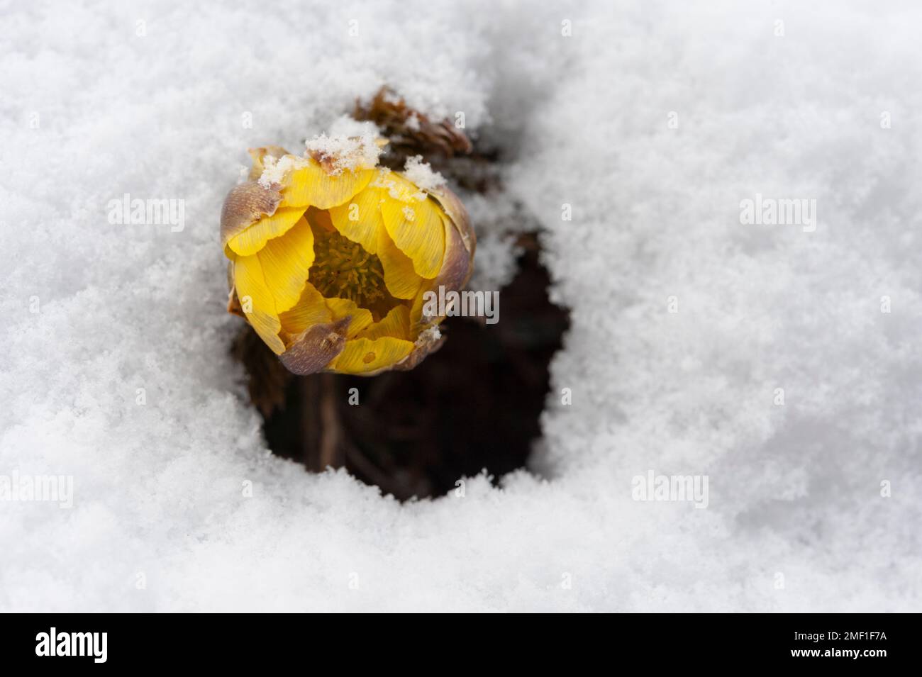 Amur adonis, known locally as fukujuso, blooming yellow in very early spring amidst fresh snow, Nagano, Japan. Stock Photo