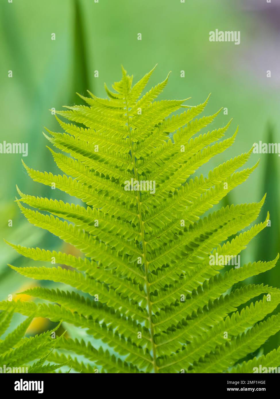 Prickly shield fern close up shoot of plant. Macro closeup of new curly young green leaves of soft fern Polystichum aculeatum evergreen species backgr Stock Photo