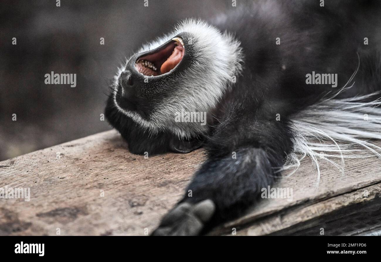 A monkey yawns at the reopened zoo in Muenster, Germany, Monday, March 8, 2021. Zoos are allowed
