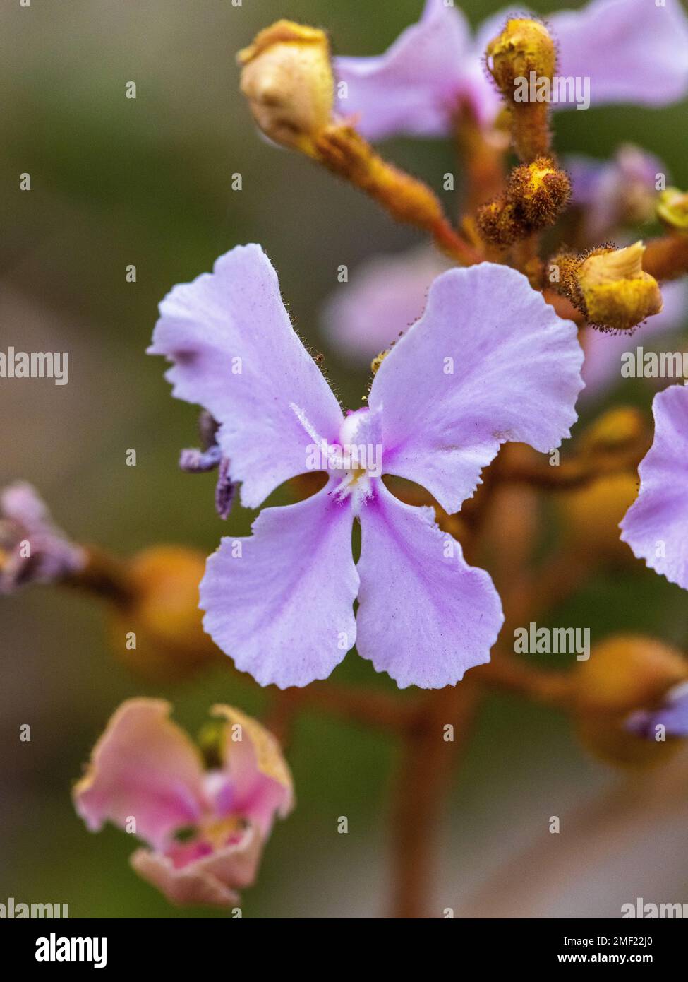 pink Queen triggerplant flower Stylidium affine Stock Photo