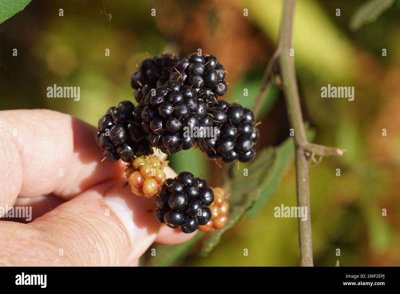Closeup ripe and unripe blackberries on the Thornless Blackberry (Rubus Hybrid) shrub. Hand, fingers, picking. Family Rosaceae. Dutch garden September Stock Photo