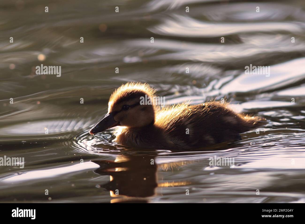 Cute young mallard duckling (Anas platyrhynchos) floating on lake surface. Funny, adorable young wild bird Pure natural joy, wildlife, gorgeous. Commo Stock Photo