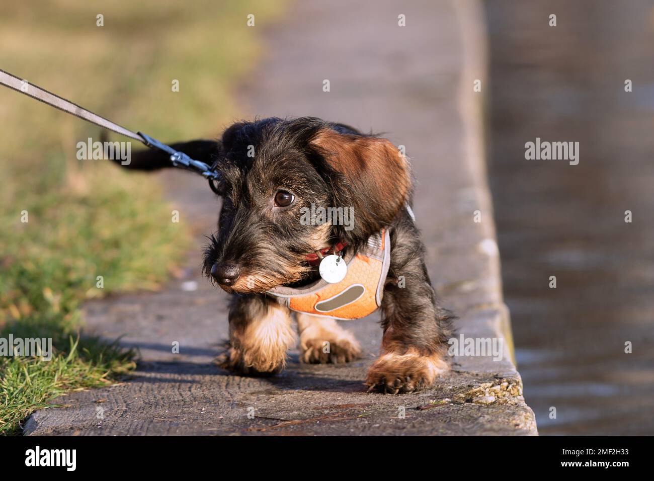 cute wire haired dachshund puppy walking in the park Stock Photo