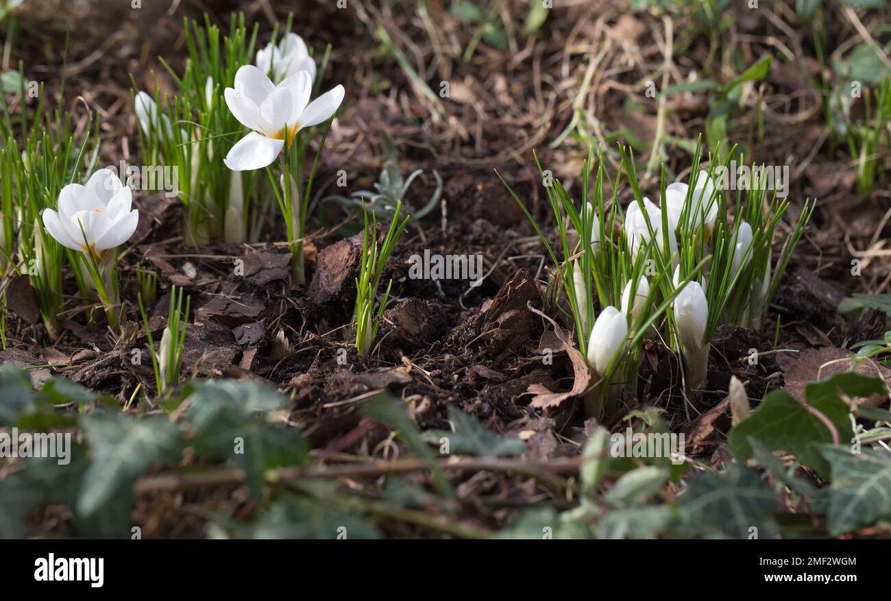 Crocuses white blossom on a spring sunny day in garden. Beautiful first flowers for the design Stock Photo