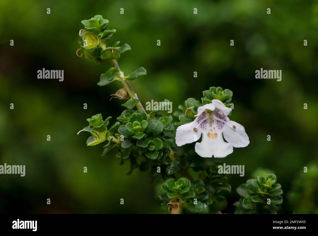 Macro shot of a flower on an alpine mint bush (prostanthera cuneata) in bloom Stock Photo