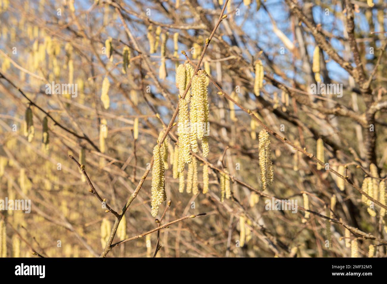 Flowering hazel hazelnut. Hazel catkins on branches Stock Photo Alamy