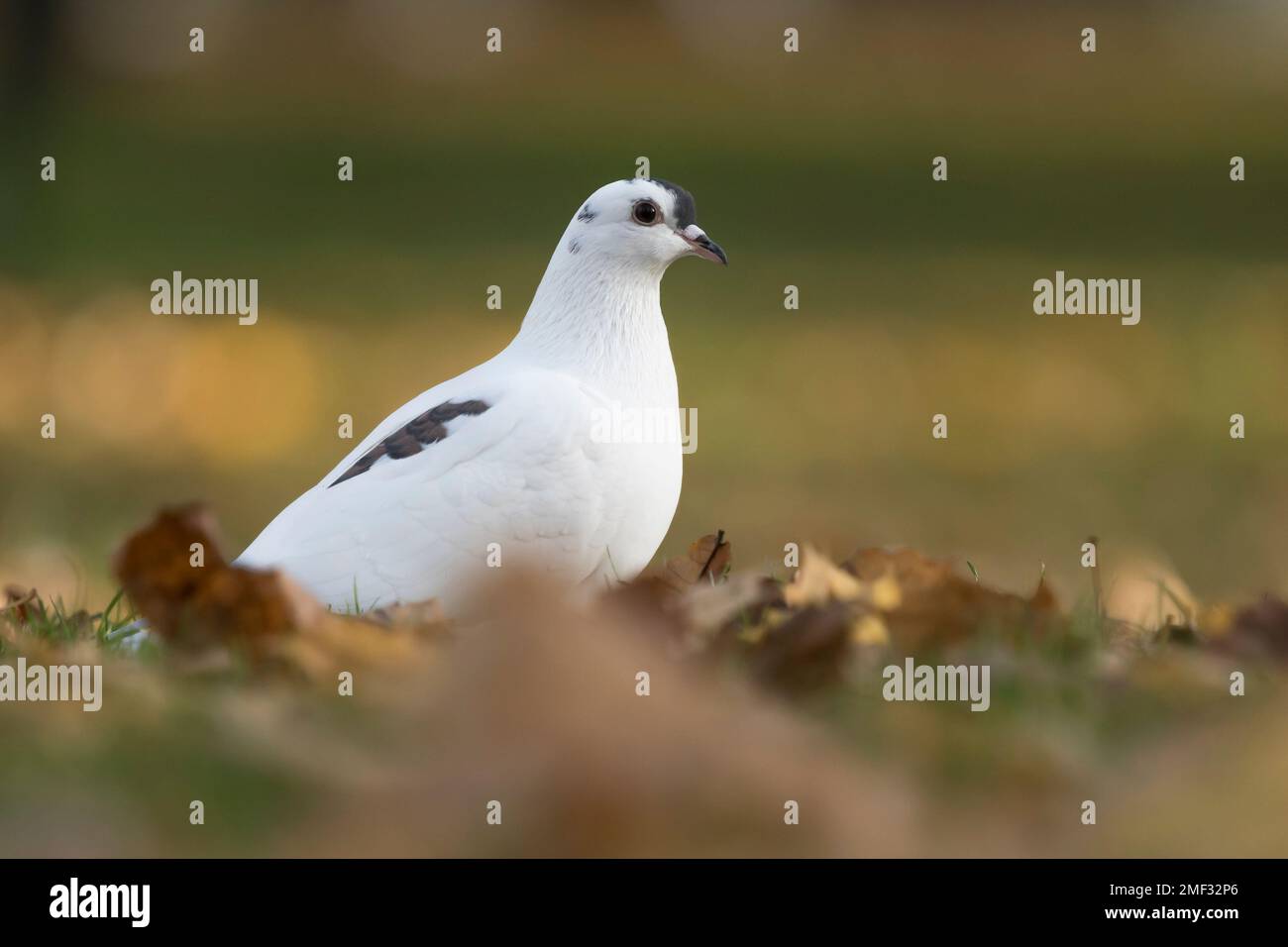 Decorative pigeon, breeding pigeon (white plumage with a bit of gray) Stock Photo