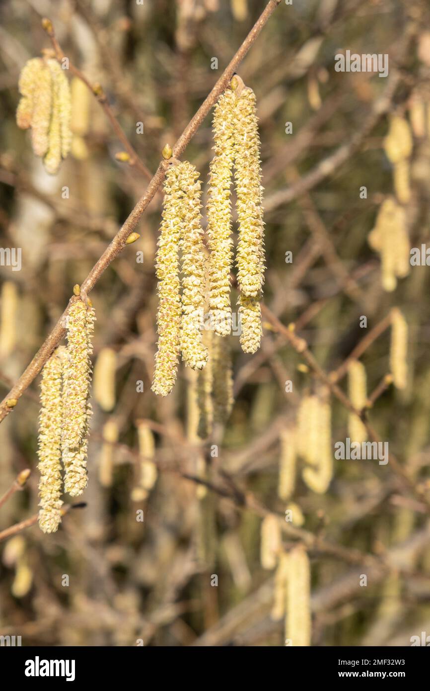 Flowering hazel hazelnut. Hazel catkins on branches Stock Photo Alamy