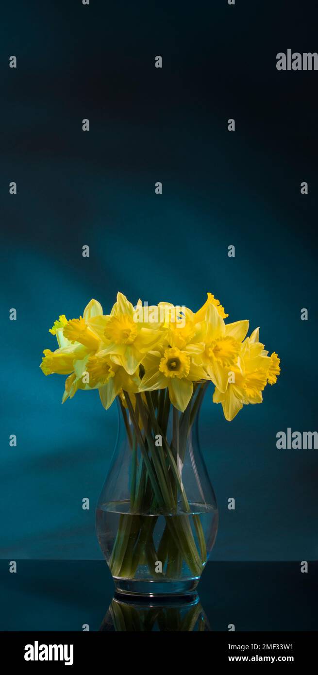 Daffodils in Glass Vase Stock Photo Alamy