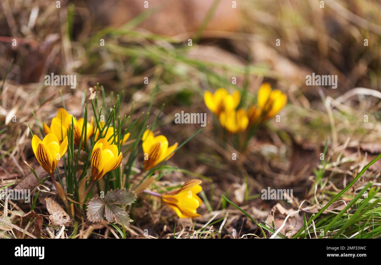 Crocuses yellow blossom on a spring sunny day in garden. Beautiful first flowers for the design Stock Photo