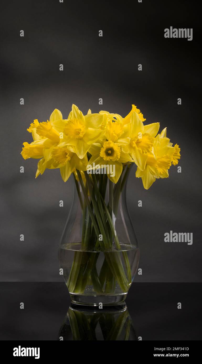 Daffodils in Glass Vase Stock Photo Alamy