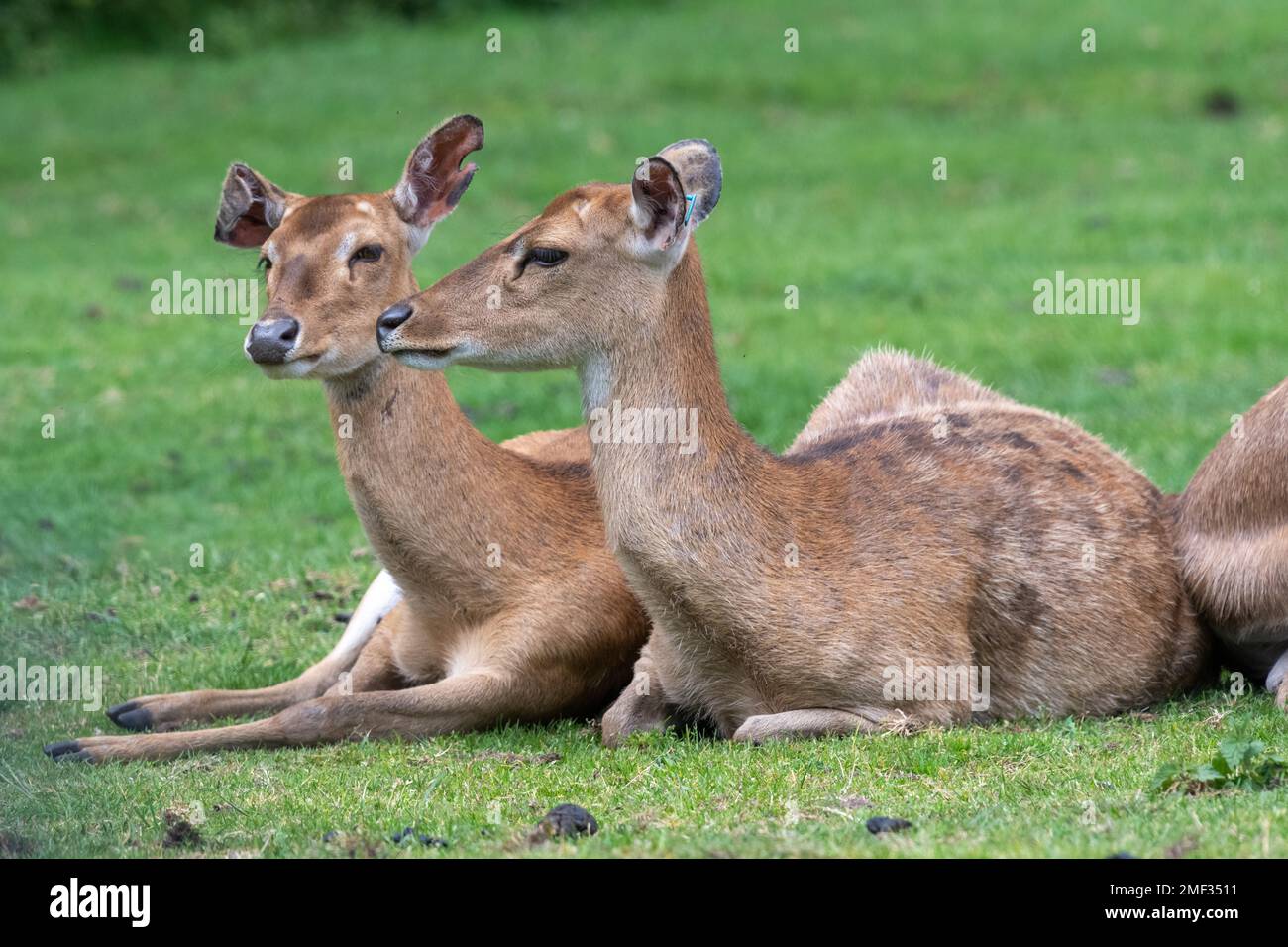 Persian fallow deer (dama mesopotamica) sitting on the grass Stock Photo