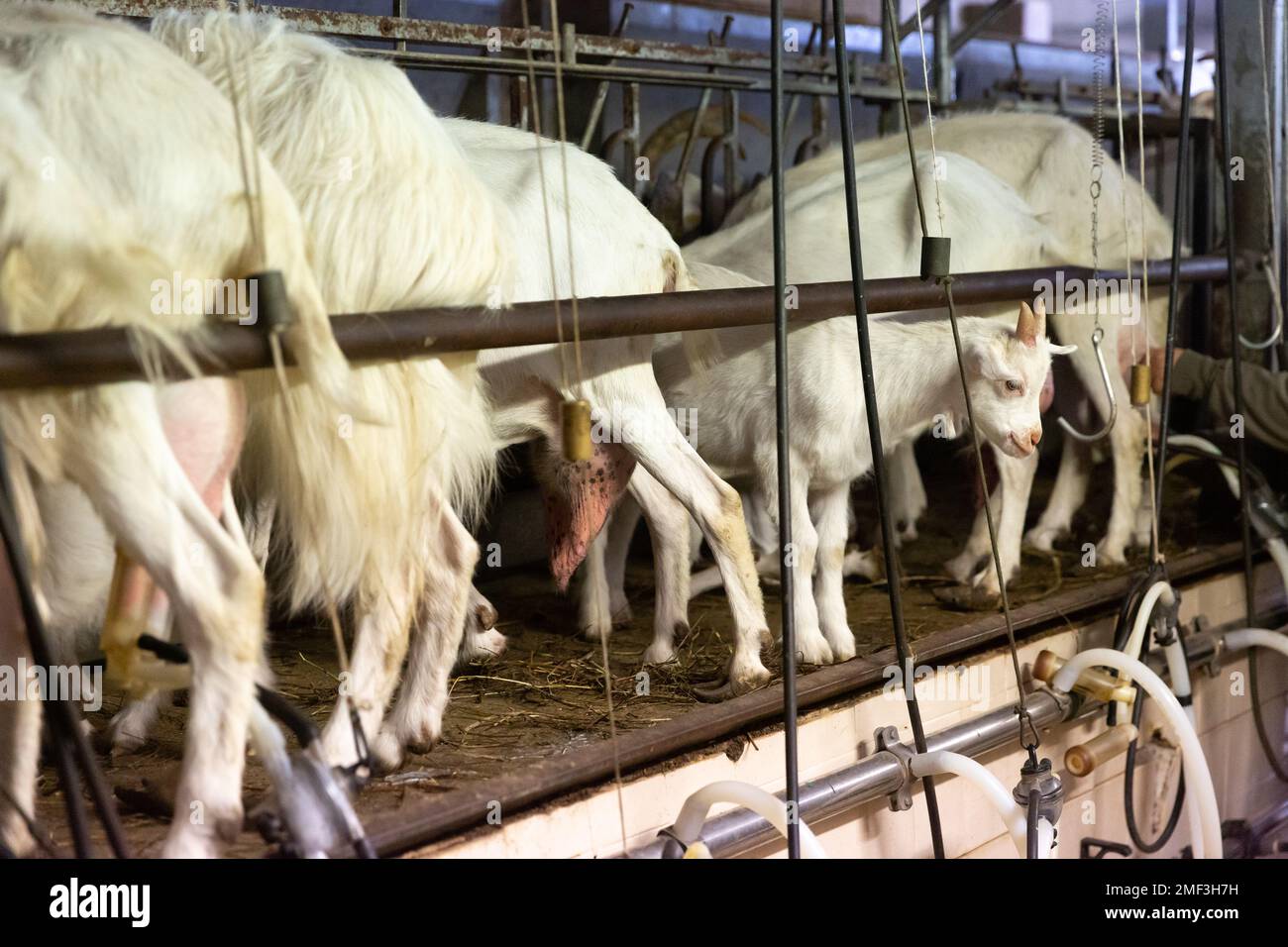 Milking goats hires stock photography and images Alamy