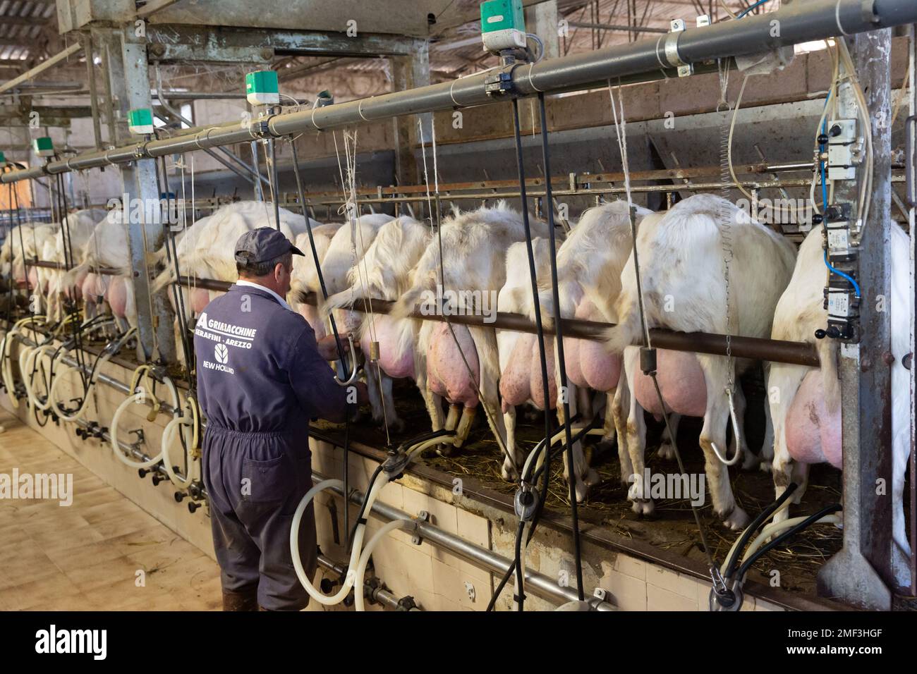 Milking goats hires stock photography and images Alamy