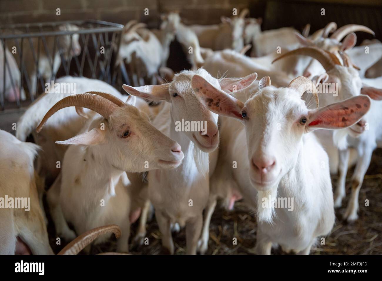 Goats inside barn at cheese farm in Tuscany, Italy Stock Photo Alamy