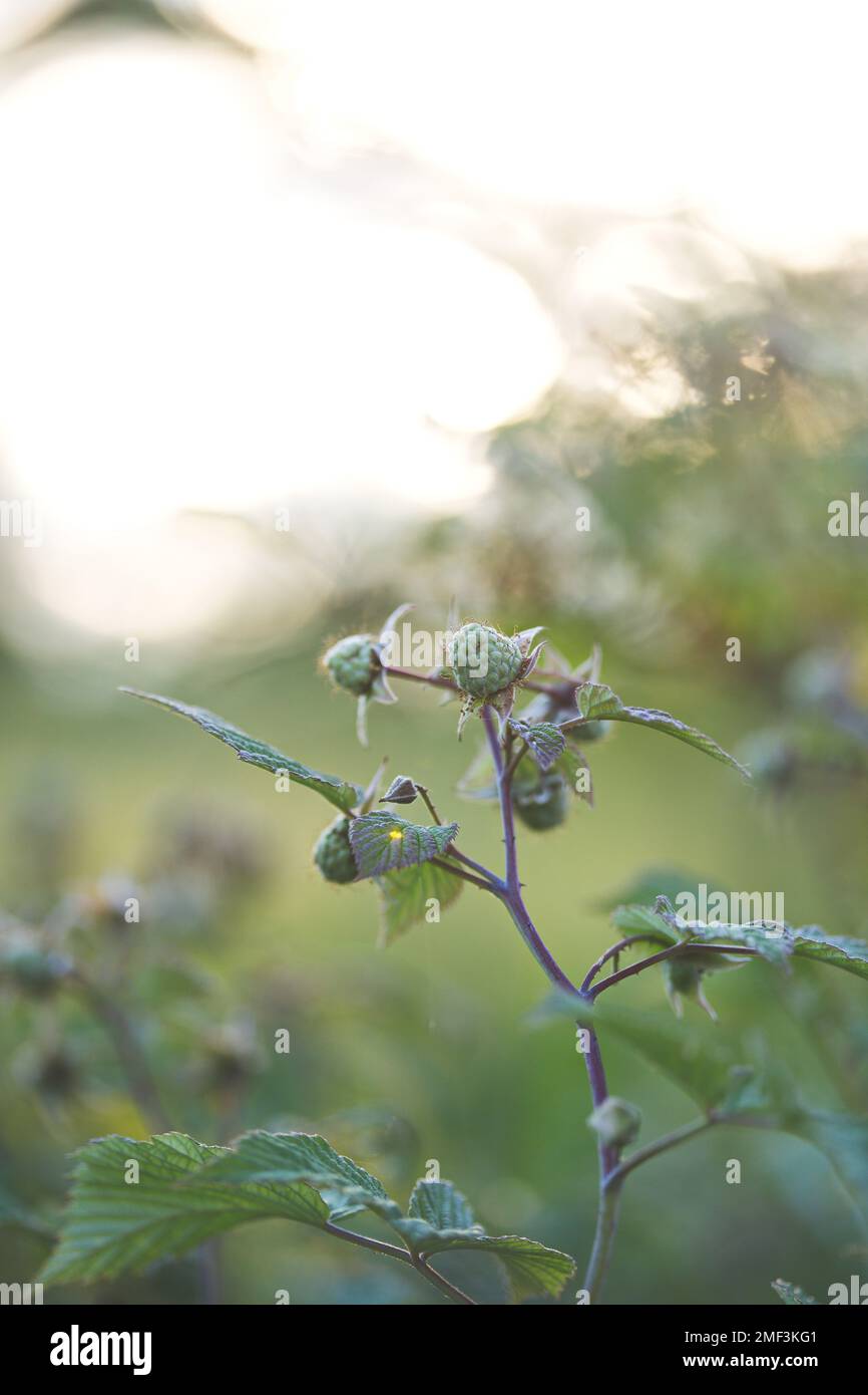A vertical closeup shot of unripe