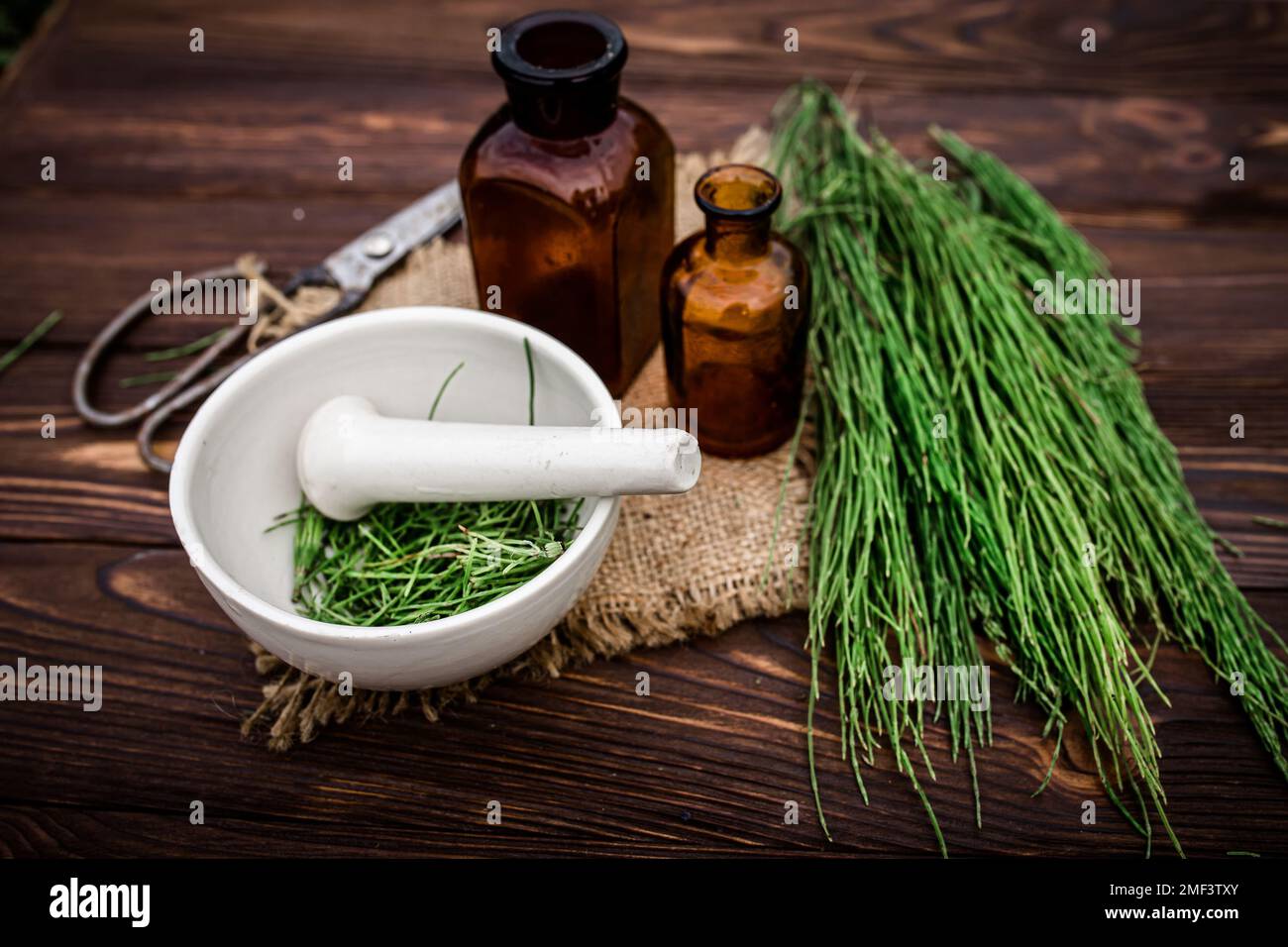 Cup Of Tea From Horsetail Made From Fresh Potion From Pharmacy Mortar cup-of-tea-from-horsetail-made-from-fresh-potion-from-pharmacy-mortar