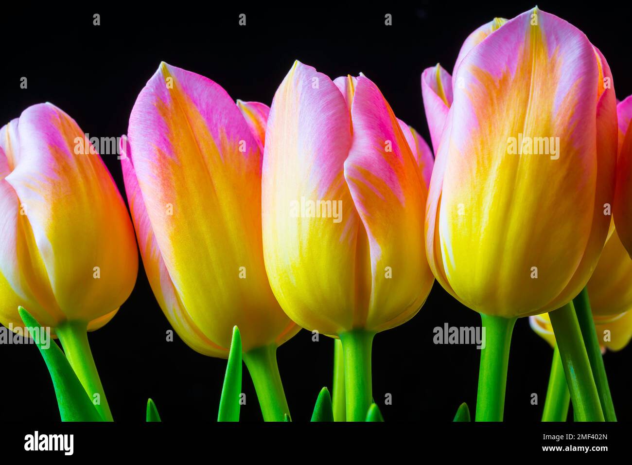 Lovely Yellow Pink Tulips Stock Photo