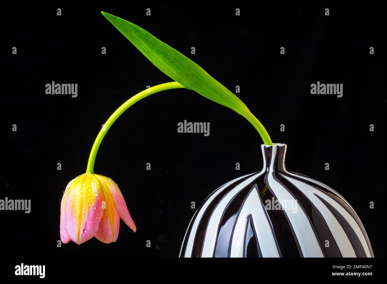 Bent Tulip In Vase Stock Photo