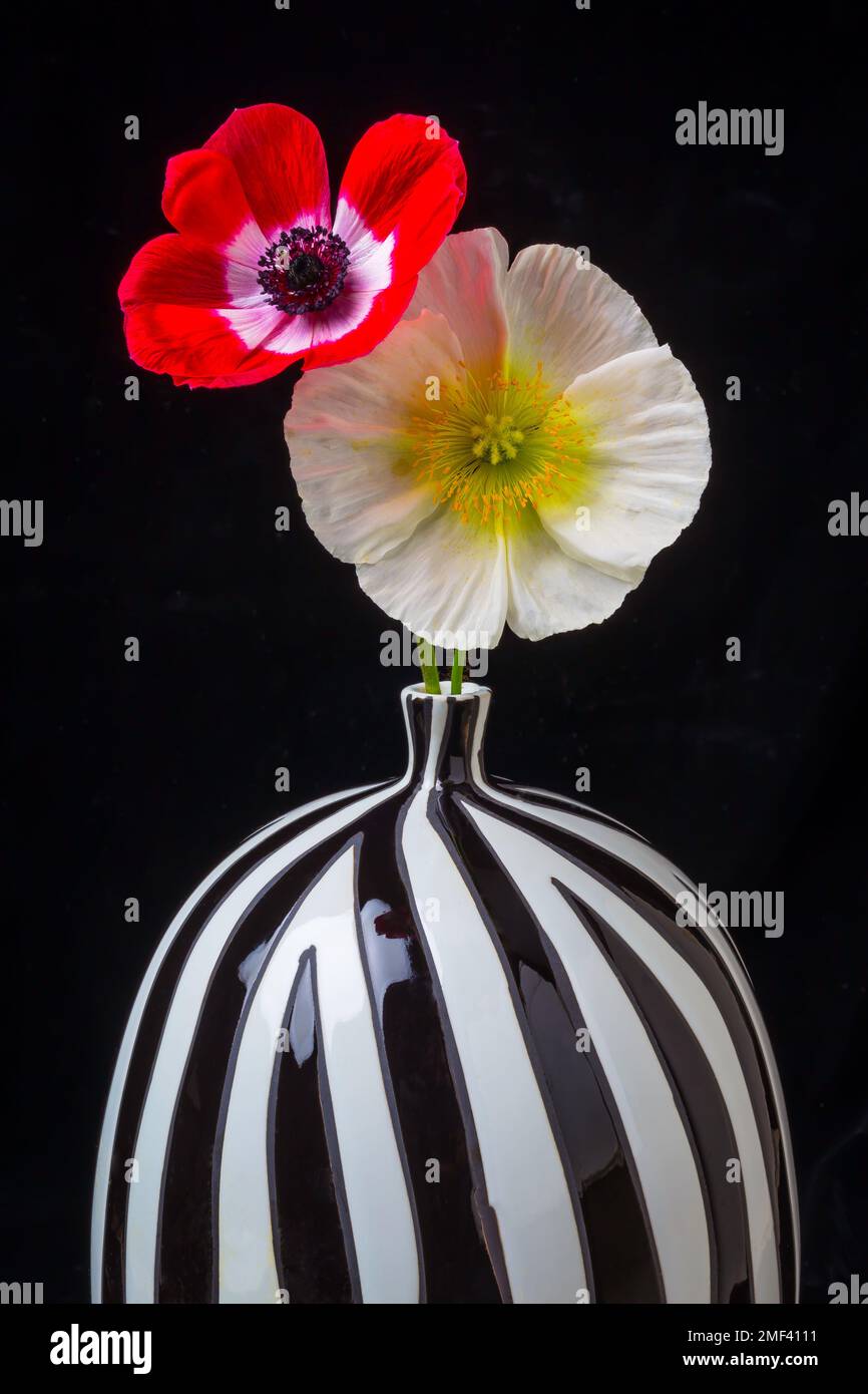 Two Poppies In Striped Vase Stock Photo