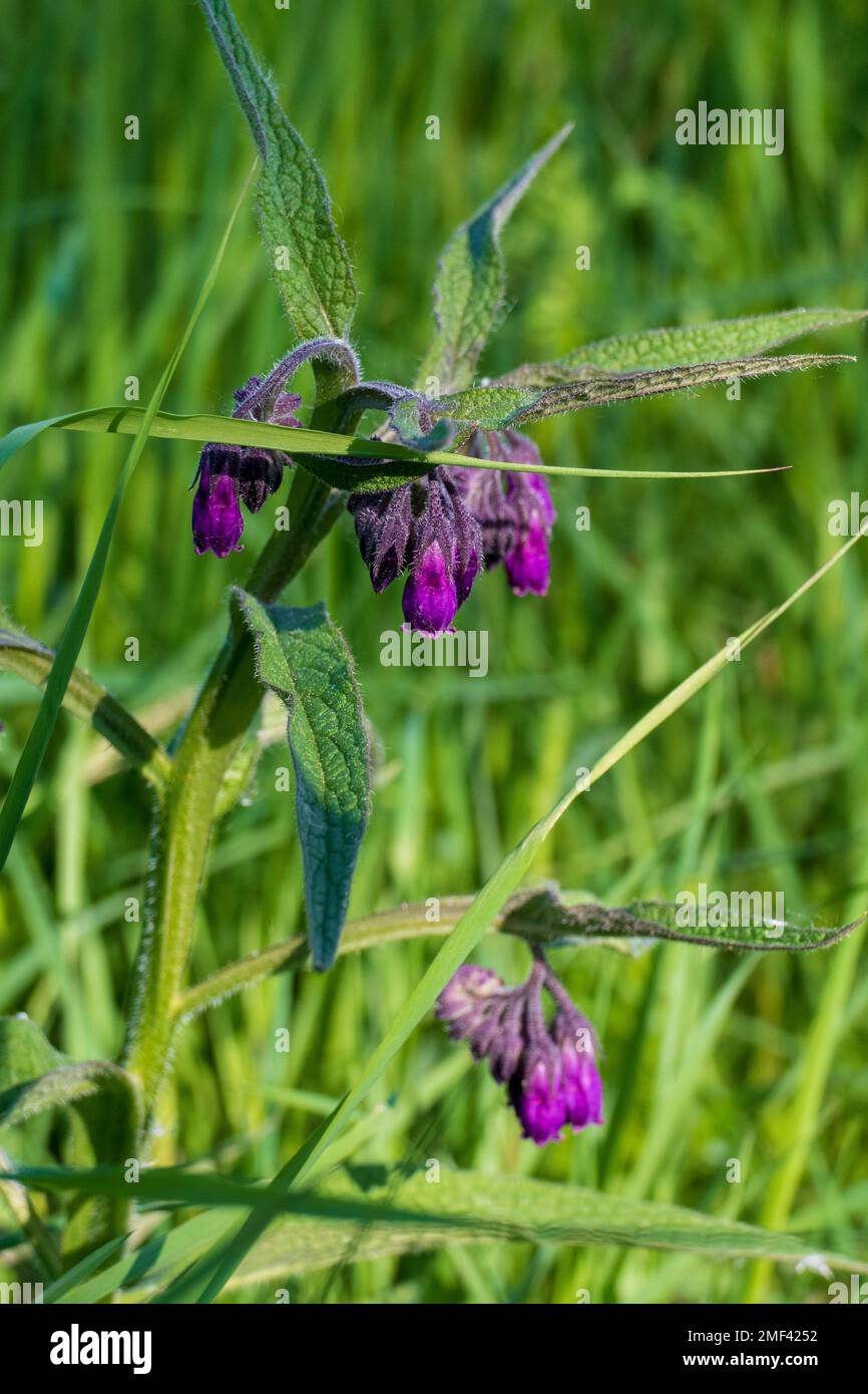 Beinwell Plüte in lila, violett auf der Wiese Stock Photo