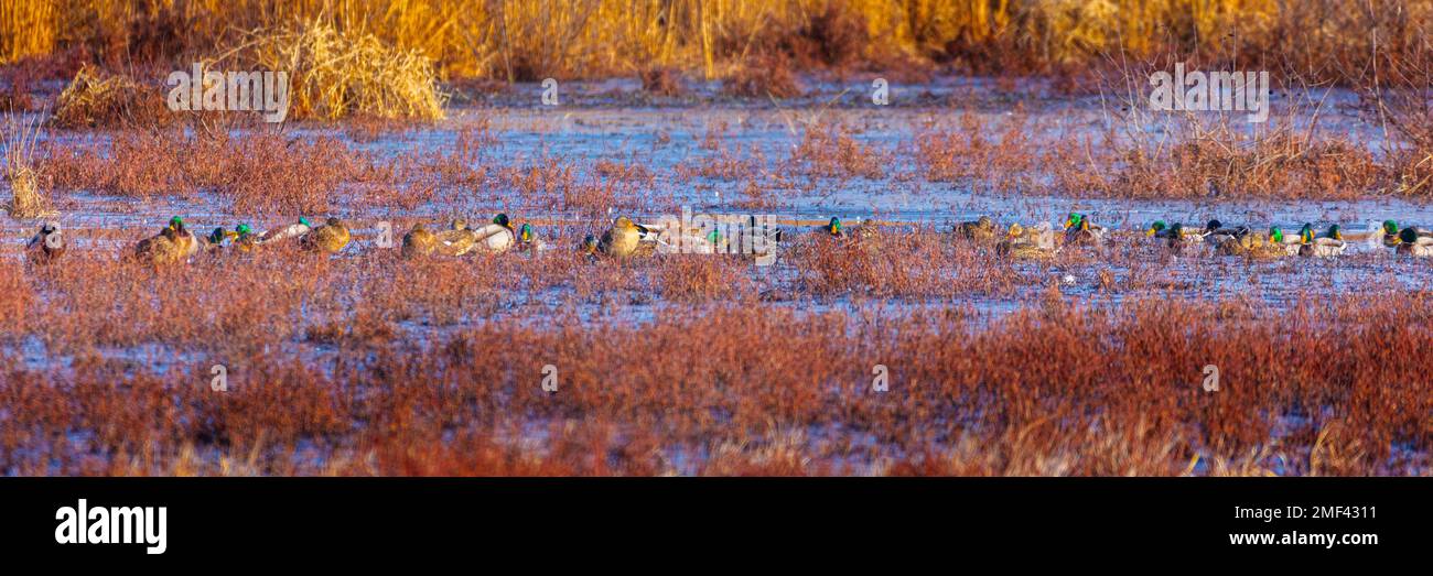 A mostly single species flock of ducks at the Muscatatuck National Wildlife Refuge.  A single gadwall is in the flock. The ducks are in a row Stock Photo