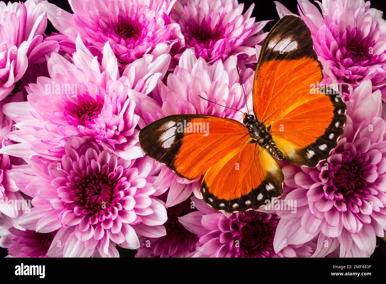 Orange Butterfly On Pink Poms Stock Photo